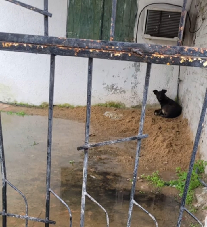 Otro perro en riesgo, ahora en Villa Don Enrique