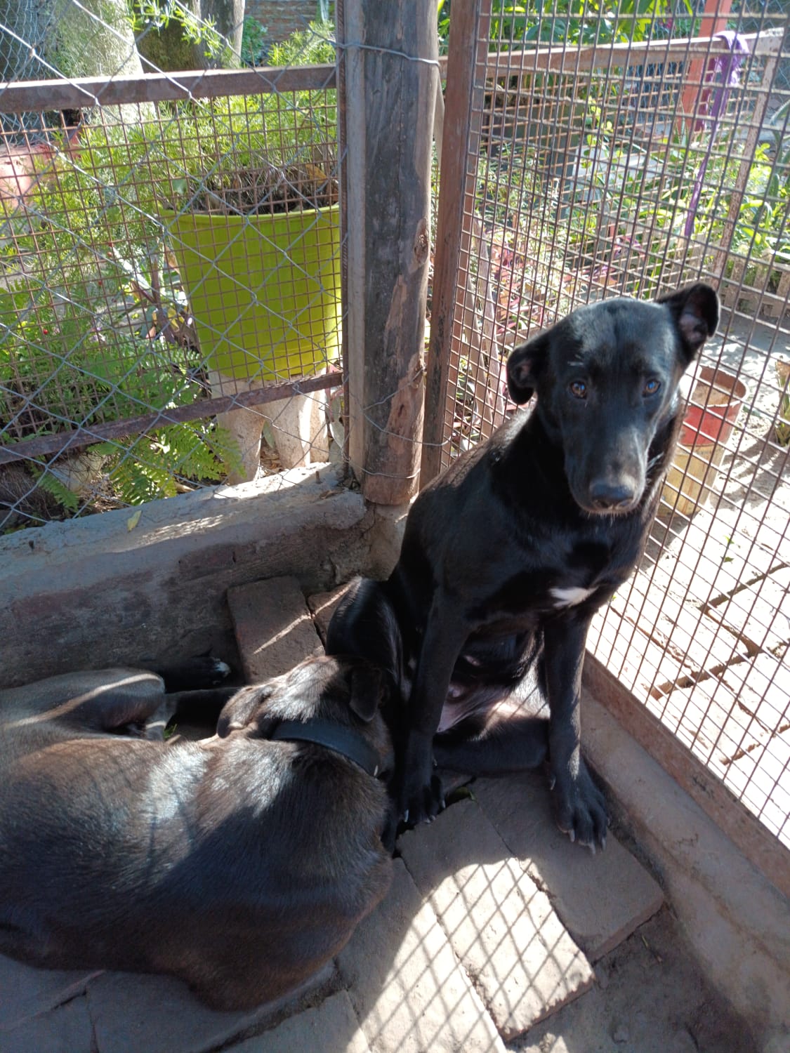 Nueva vida para estos Bebes MORK y MINDI