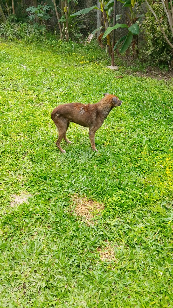 Maggie, una historia de fuerza y esperanza