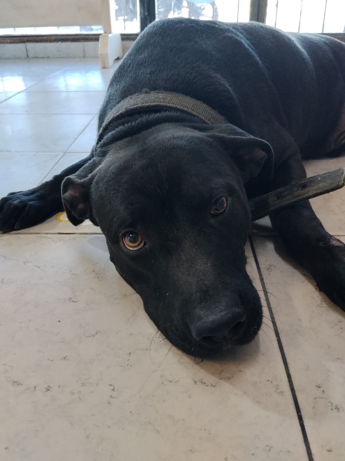 Eden y su compañero de cuatro patas recibieron nuestra ayuda