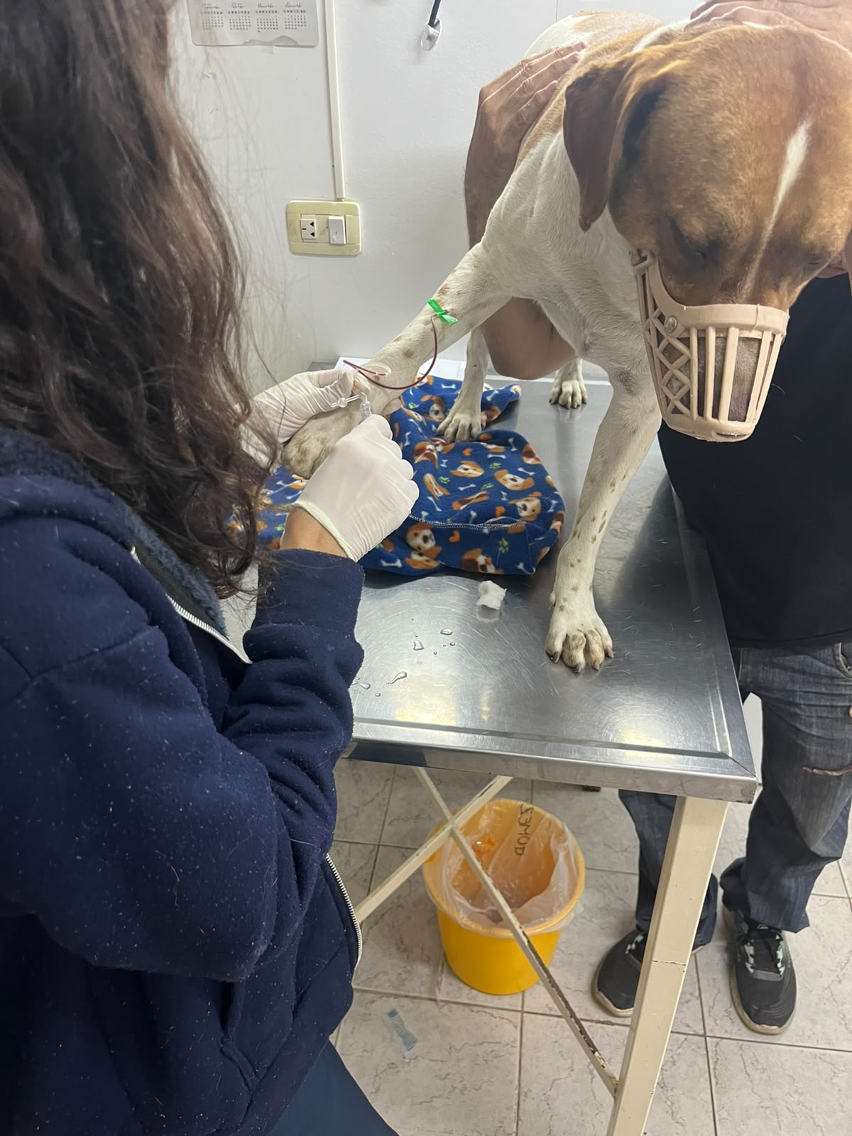 Gringo, el perrito de la Penitenciaría de Barranqueras
